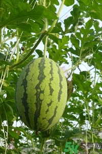 西瓜打針是真的嗎？西瓜打藥了是什么樣子？