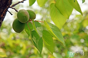 青杏子能吃嗎？青杏子的功效與作用