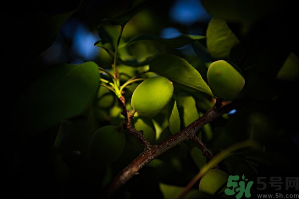 青杏子能吃嗎？青杏子的功效與作用