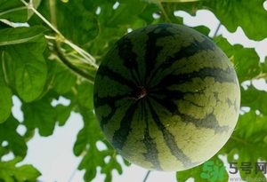 西瓜打針是真的嗎？西瓜打藥了是什么樣子？