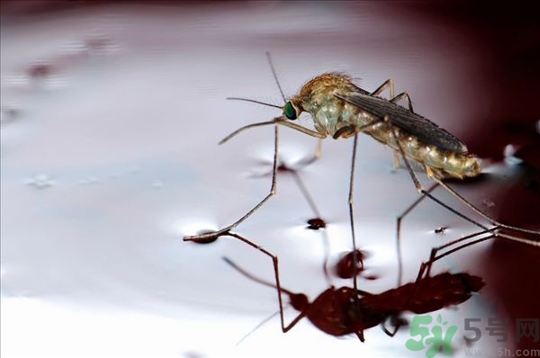 蚊子叮的癢怎么辦？蚊子叮的大包怎么辦？