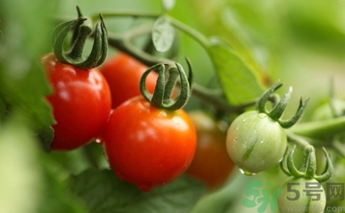 番茄能放冰箱嗎?番茄放冰箱能放多久 番茄能放冰箱嗎?番茄放冰箱能放多久