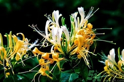 三伏天可以吃中藥嗎？三伏天吃中藥會不會上火？