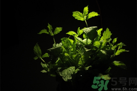 吃薄荷的好處有哪些？哪些人不能吃薄荷？