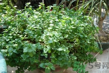 吃薄荷的好處有哪些？哪些人不能吃薄荷？