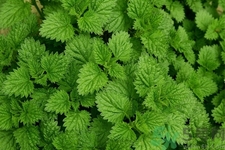 薄荷吃多了有什么壞處？吃薄荷有什么作用？