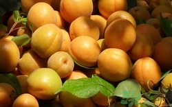 糖尿病能吃杏子嗎?糖尿病吃杏子會怎么樣 糖尿病能吃杏子嗎?糖尿病吃杏子會怎么樣