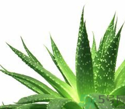 蘆薈膠會(huì)堵塞毛孔嗎？蘆薈膠應(yīng)該怎么用？