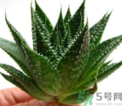 蘆薈膠會堵塞毛孔嗎？蘆薈膠應(yīng)該怎么用？