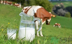 喝蟑螂奶有什么好處?蟑螂奶的功效與作用 喝蟑螂奶有什么好處?蟑螂奶的功效與作用