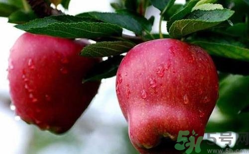 吃蛇果有什么好處?蛇果的功效與作用 吃蛇果有什么好處?蛇果的功效與作用