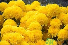 用菊花可以去黑眼圈嗎？用菊花有效去除黑眼圈的步驟？