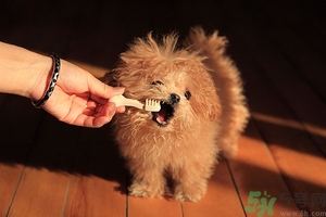 9歲男孩磨牙怎么回事？青少年磨牙是什么原因？