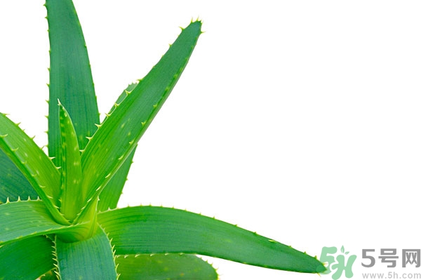 蘆薈能去斑嗎？蘆薈膠會(huì)使皮膚變黑嗎？