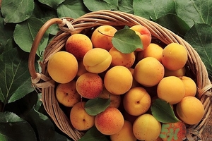 杏子可以曬干嗎？杏子可以用來燒菜嗎？