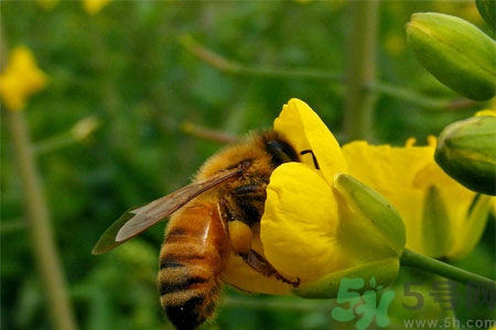 被蜜蜂蟄了怎么辦？被蜜蜂蟄了如何處理？