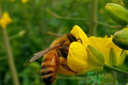 被蜜蜂螫了有什么表現(xiàn)？被蜜蜂螫了的癥狀是什么？