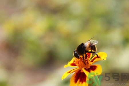 被蜜蜂螫了有什么表現(xiàn)？被蜜蜂螫了的癥狀是什么？