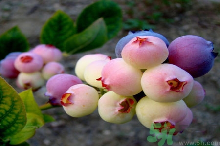 怎么挑選藍(lán)莓？藍(lán)莓怎么保存？