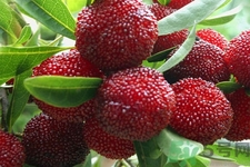 楊梅怎么洗？楊梅怎么保存？