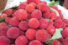 楊梅怎么洗？楊梅怎么保存？