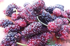 桑葚怎么洗？桑葚怎么保存？