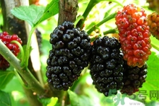 桑葚怎么洗？桑葚怎么保存？