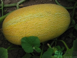 哈密瓜有酒味還能吃嗎?哈密瓜有酒味是怎么回事 哈密瓜有酒味還能吃嗎?哈密瓜有酒味是怎么回事