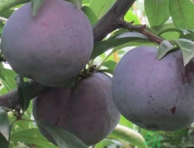 吃黑布林會(huì)上火嗎？黑布林吃多了會(huì)怎樣？