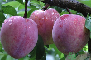 黑布林可以放冰箱嗎？黑布林放冰箱變色怎么回事？