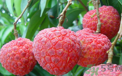 黑布林可以放冰箱嗎？黑布林放冰箱變色怎么回事？