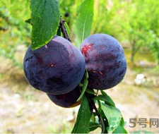 孕婦可以吃黑布林嗎？孕婦吃黑布林的好處？