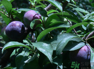 吃黑布林需要削皮嗎？黑布林皮可以吃嗎？