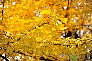 立秋貼秋膘吃什么？貼秋膘吃什么？