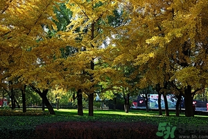 貼秋膘是什么時(shí)候？立秋貼秋膘的方法及五大禁忌人群