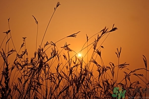 立秋吃餃子嗎？立秋為什么要吃餃子？