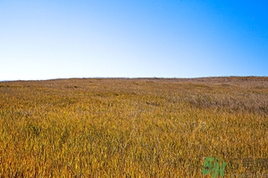 立秋為什么要吃西瓜？立秋吃羊肉好嗎？