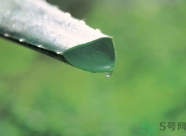 蘆薈能治痱子嗎？長痱子用什么藥？