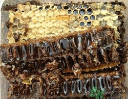 如何辨別蜂膠真假?怎么看蜂膠真假