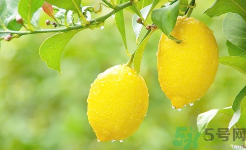 杏和檸檬能一起吃嗎?杏和檸檬一起吃會(huì)怎么樣 杏和檸檬能一起吃嗎?杏和檸檬一起吃會(huì)怎么樣