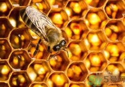 蜂膠有激素嗎？蜂膠吃多了會怎樣？