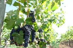 葡萄不能和什么一起吃？葡萄的食用禁忌