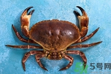 新鮮螃蟹該如何保存？熟螃蟹怎么存放？