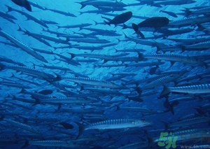 魚(yú)油是熱性還是涼性?魚(yú)油是熱性嗎? 魚(yú)油是熱性還是涼性?魚(yú)油是熱性嗎?