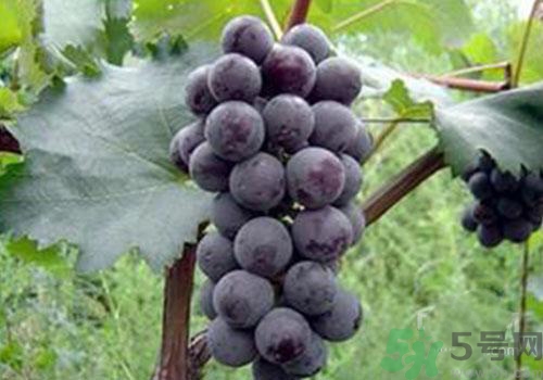 葡萄外面白色的東西是什么？葡萄外面白色的東西可以吃嗎？