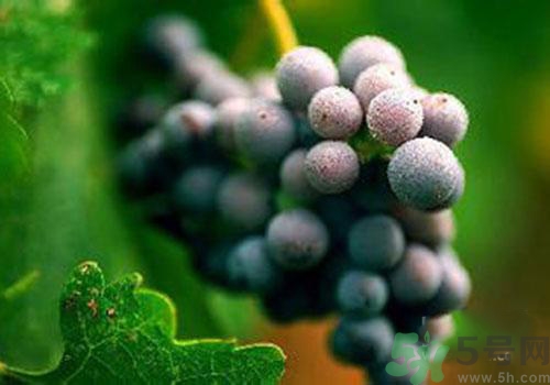葡萄外面白色的東西是什么？葡萄外面白色的東西可以吃嗎？