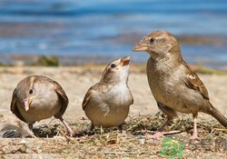 麻雀肉的功效與作用 麻雀肉有什么作用？