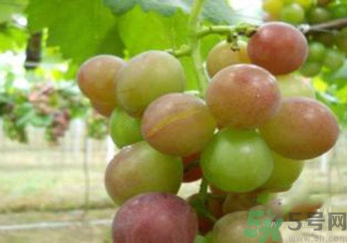 葡萄裂開了是怎么回事？葡萄裂開了能吃嗎？