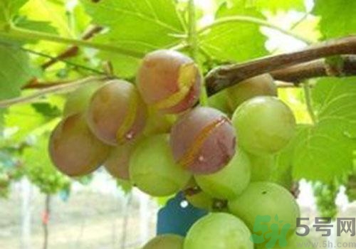 葡萄是幾月份的水果？葡萄什么時(shí)候上市？