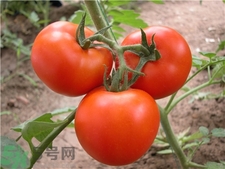 賽貝格vc粉多少錢?賽貝格vc粉價格 賽貝格vc粉多少錢?賽貝格vc粉價格